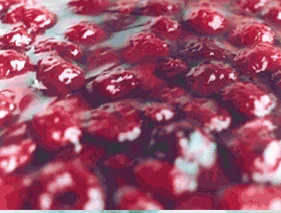 Frische Beeren als Tortenbelag